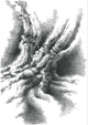Anthropomorphic Nature